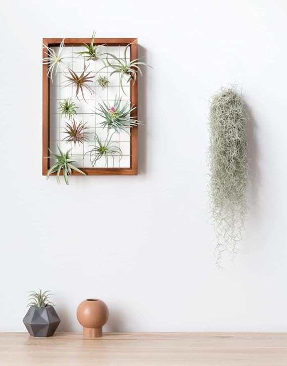 Mkono Luftpflanzenrahmen zum Aufhängen, Luftpflanzenhalter, Tillandsia-Aufhänger, Holzregal, Wanddekoration für Zimmerpflanzen, Sukkulenten, Weihnachtsgeschenke für Pflanzenliebhaber, 40,6 cm (Pflanze nicht im Lieferumfang enthalten)