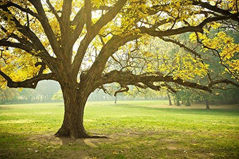 El sistema de plantación y biourna Living Urn. Haga crecer un árbol, una planta o una flor con memoria viva a partir de las cenizas de una persona. 100% biodegradable (esta versión no viene con una plántula de árbol) 