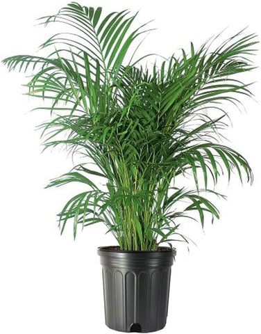 American Plant Exchange Areca Palm 3G Pot 32-38" Tall