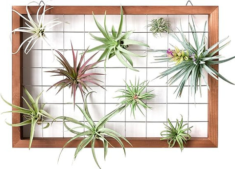 Mkono Luftpflanzenrahmen zum Aufhängen, Luftpflanzenhalter, Tillandsia-Aufhänger, Holzregal, Wanddekoration für Zimmerpflanzen, Sukkulenten, Weihnachtsgeschenke für Pflanzenliebhaber, 40,6 cm (Pflanze nicht im Lieferumfang enthalten)