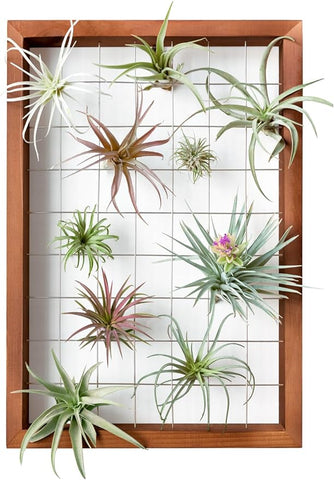 Mkono Luftpflanzenrahmen zum Aufhängen, Luftpflanzenhalter, Tillandsia-Aufhänger, Holzregal, Wanddekoration für Zimmerpflanzen, Sukkulenten, Weihnachtsgeschenke für Pflanzenliebhaber, 40,6 cm (Pflanze nicht im Lieferumfang enthalten)