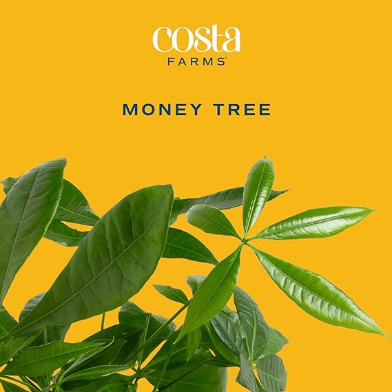 Costa Farms Money Tree, Easy Care Indoor Plant, Live Houseplant in Ceramic Planter Pot, Bonsai Potted in Potting Soil, Home Décor, Birthday Gift, New Home Gift, Outdoor Garden Gift, 16-Inches Tall