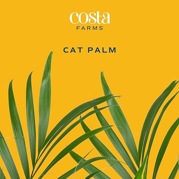 Costa Farms Cat Palm, Live Indoor Houseplant in Garden Plant Pot, Floor House Plant Potted in Potting Soil, Housewarming Gift for New Home, Living Room, Office, Patio Palm Tree Decor, 3-4 Feet Tall