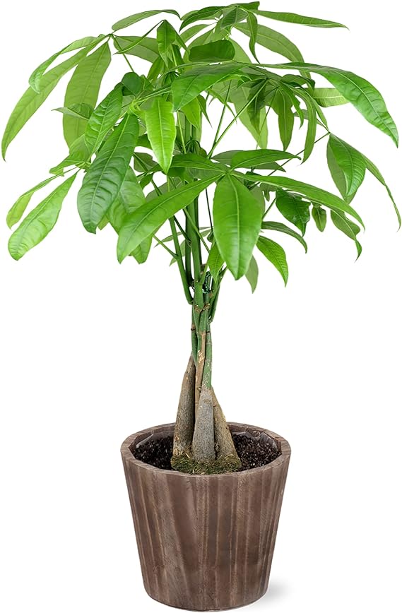 Just Add Ice JA5031 Money Tree in Brown Wilson Wood Pottery, Live Indoor Plant, Fully-Rooted, Healthy Leaves, Easy to Grow Gift for Friend, Natural Home Décor Pachira Planter, 5" Diameter, 16" Tall