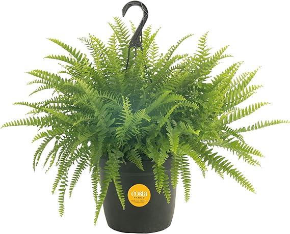 Costa Farms Boston Fern, Indoor or Outdoor Premium Live Fern Plant, Potted in Hanging Basket Nursery Pot, Soil Potting Mix, Housewarming, Beautiful Home Patio, Porch, Room Décor, 2-Feet Tall and Wide