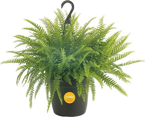 Costa Farms Boston Fern, Indoor or Outdoor Premium Live Fern Plant, Potted in Hanging Basket Nursery Pot, Soil Potting Mix, Housewarming, Beautiful Home Patio, Porch, Room Décor, 2-Feet Tall and Wide