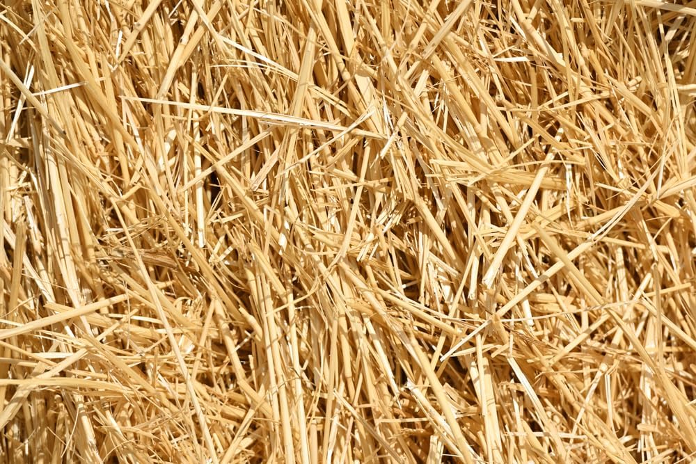 4 Pounds Natural Wheat Straw for Animal Bedding, Garden Mulch, Compost & Fertilizer, and Grass Cover