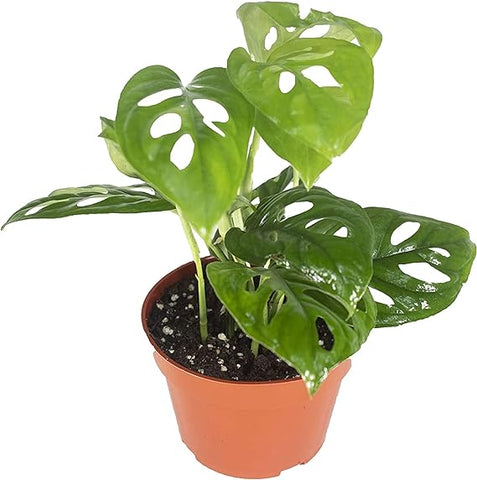 California Tropicals Monstera Adansonii Real Live Indoor Houseplants - Big Low Light Tropical Plant for Air Purifying Decorations - 4" Pots Easy Planting in Homes, Offices, and Outdoor Gardens