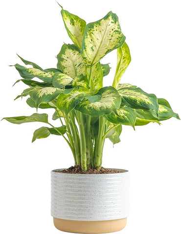 Costa Farms Dieffenbachia Live Plant Indoor, Easy Grow Light and Watering Houseplant, Potted in Indoors Garden Decor Plant Pot, Soil, Grower's Choice, Home and Office Plants Decor, 12-14 Inches Tall