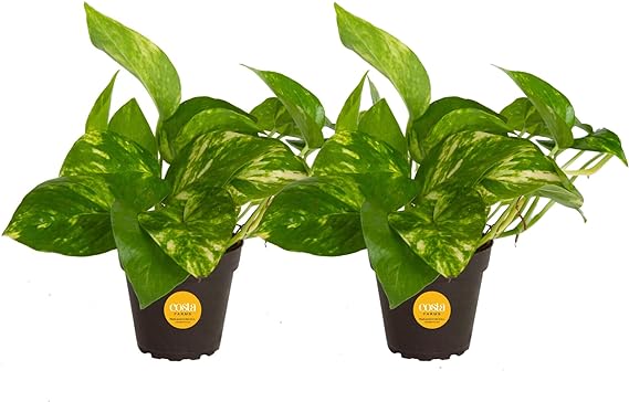 Costa Farms Pothos Live Plants (2-Pack), Easy Care Vining Live Indoor Houseplants, Air Purifier Trailing Plants Potted in Nursery Pots, Potting Soil, Gift for Office and Home Decor, 8-Inches Tall