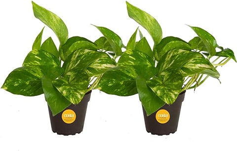 Costa Farms Pothos Live Plants (2-Pack), Easy Care Vining Live Indoor Houseplants, Air Purifier Trailing Plants Potted in Nursery Pots, Potting Soil, Gift for Office and Home Decor, 8-Inches Tall