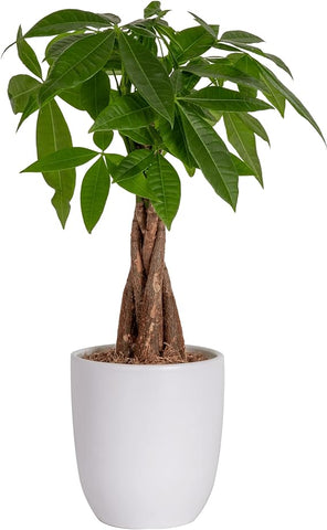 Costa Farms Money Tree, Easy Care Indoor Plant, Live Houseplant in Ceramic Planter Pot, Bonsai Potted in Potting Soil, Home Décor, Birthday Gift, New Home Gift, Outdoor Garden Gift, 16-Inches Tall