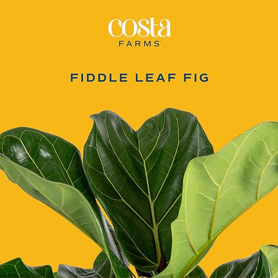 Costa Farms Fiddle Leaf Fig Tree, Live Indoor Ficus Lyrata Plant in Indoors Garden Plant Pot, Houseplant in Potting Soil, Housewarming, Birthday Gift, Office, Home, and Room Decor, 10-12 Inches Tall