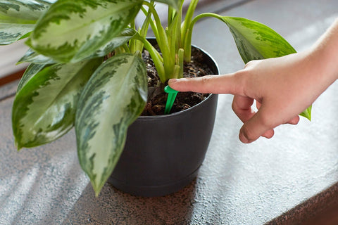 Miracle-Gro Indoor Plant Food Spikes, Includes 48 Spikes - Continuous Feeding for all Flowering and Foliage Houseplants - NPK 6-12-6, Pack of 1