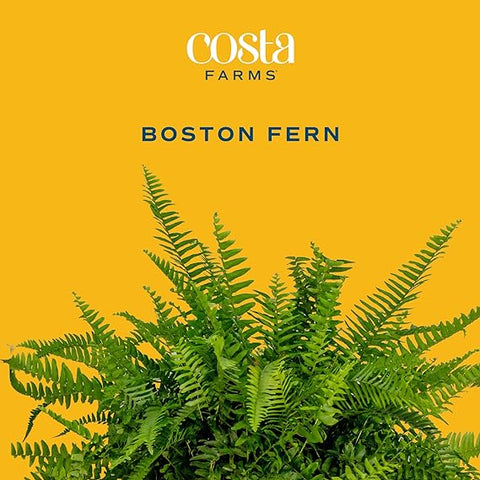 Costa Farms Boston Fern, Indoor or Outdoor Premium Live Fern Plant, Potted in Hanging Basket Nursery Pot, Soil Potting Mix, Housewarming, Beautiful Home Patio, Porch, Room Décor, 2-Feet Tall and Wide