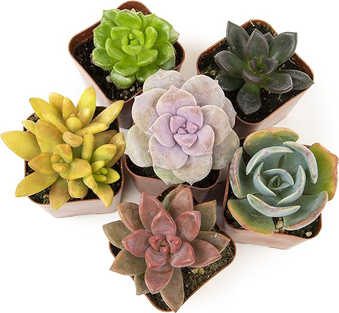 Altman Plants, Live Succulents Plants Live Houseplants (6PK), Succulents Live Plants Live House Plants Indoors Live, Live Cactus Plants Live Cacti Succulent Plants Live Indoor Plants Live Houseplants