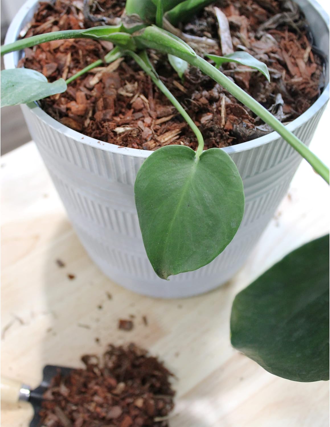 100 % natürliche Mulch-Nuggets aus Kiefernrinde (10 Quarts), kleine Mulch-Chips für die Gartenarbeit in Containern im Innen- und Außenbereich, ideal als Bodenergänzung, Zimmerpflanzen-Mulch und Terrarien 