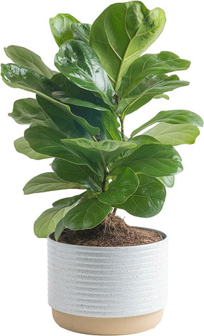 Costa Farms Fiddle Leaf Fig Tree, Live Indoor Ficus Lyrata Plant in Indoors Garden Plant Pot, Houseplant in Potting Soil, Housewarming, Birthday Gift, Office, Home, and Room Decor, 10-12 Inches Tall