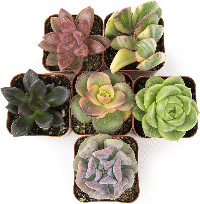 Altman Plants, Live Succulents Plants Live Houseplants (6PK), Succulents Live Plants Live House Plants Indoors Live, Live Cactus Plants Live Cacti Succulent Plants Live Indoor Plants Live Houseplants