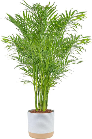 Costa Farms Cat Palm, Live Indoor Houseplant in Garden Plant Pot, Floor House Plant Potted in Potting Soil, Housewarming Gift for New Home, Living Room, Office, Patio Palm Tree Decor, 3-4 Feet Tall