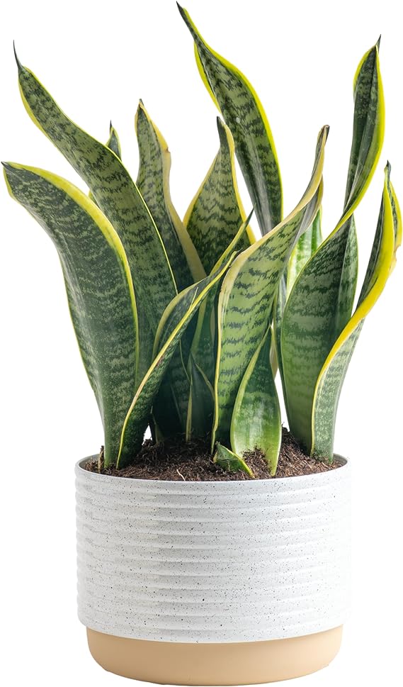 Costa Farms Live Snake Plant, Easy Care Houseplant in Indoor Garden Plant Pot, Grower's Choice House Plant in Potting Soil Mix, Succulent Plant Gift for Housewarming, Office, Home Decor, 1-2 Feet Tall