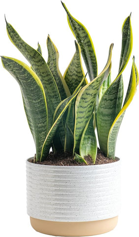 Costa Farms Live Snake Plant, Easy Care Houseplant in Indoor Garden Plant Pot, Grower's Choice House Plant in Potting Soil Mix, Succulent Plant Gift for Housewarming, Office, Home Decor, 1-2 Feet Tall