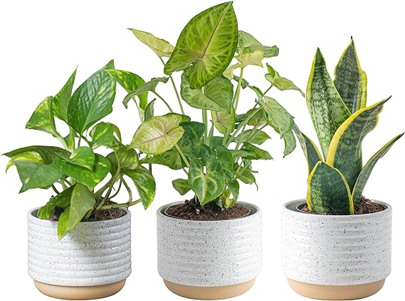 Costa Farms Live House Plants Easy to Grow, Live Indoor Houseplants, Potted in Indoors Garden Plant Pots, Potting Soil, Housewarming Gift, Indoor Garden Plant Pot (3-Pack)