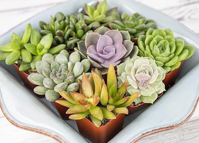 Altman Plants, Live Succulents Plants Live Houseplants (6PK), Succulents Live Plants Live House Plants Indoors Live, Live Cactus Plants Live Cacti Succulent Plants Live Indoor Plants Live Houseplants