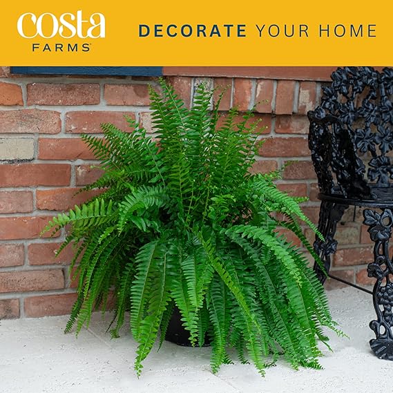 Costa Farms Boston Fern, Indoor or Outdoor Premium Live Fern Plant, Potted in Hanging Basket Nursery Pot, Soil Potting Mix, Housewarming, Beautiful Home Patio, Porch, Room Décor, 2-Feet Tall and Wide