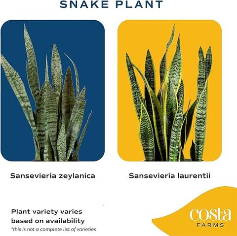 Costa Farms Live Snake Plant, Easy Care Houseplant in Indoor Garden Plant Pot, Grower's Choice House Plant in Potting Soil Mix, Succulent Plant Gift for Housewarming, Office, Home Decor, 1-2 Feet Tall