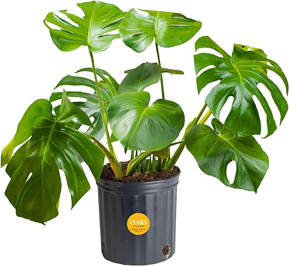 Costa Farms Monstera Swiss Cheese Plant, Live Indoor Plant, Easy to Grow Split Leaf Houseplant in Indoors Nursery Plant Pot, Housewarming, Decoration for Home, Office, and Room Decor, 2-3 Feet Tall