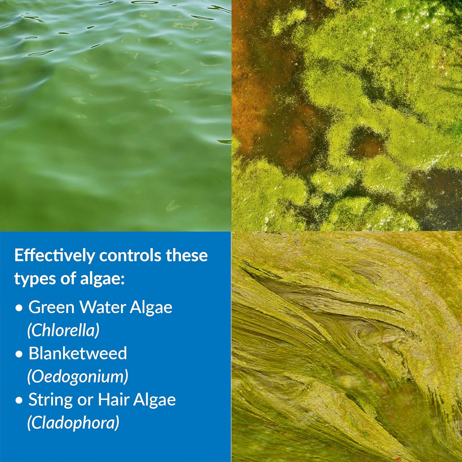 API POND ALGAEFIX Control de algas Botella de 1 galón 